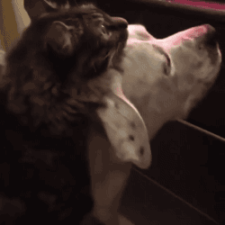 26207_007.gif