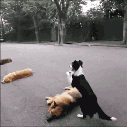 26287_004.gif