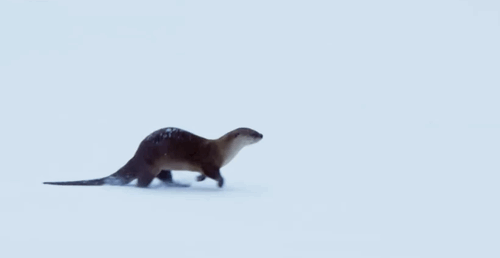 17.gif