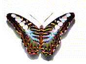 schmetterlinge00058.gif