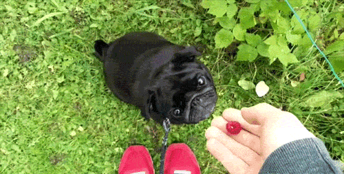 26.gif
