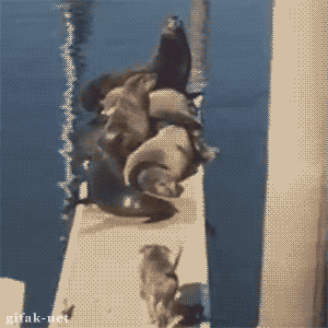 hornoxe.com_gifdump158_6.gif