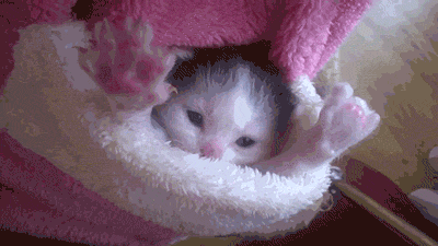 22.gif
