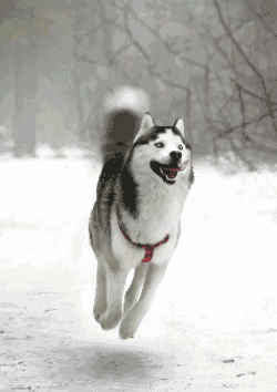hornoxe.com_gifdump226_26.gif