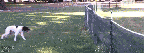 51.gif