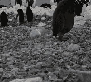 tumblr_nbnjr8b7Aj1qdlh1io1_400.gif