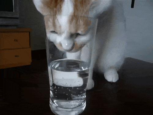 05.gif