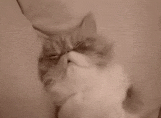 sleepycat2.gif