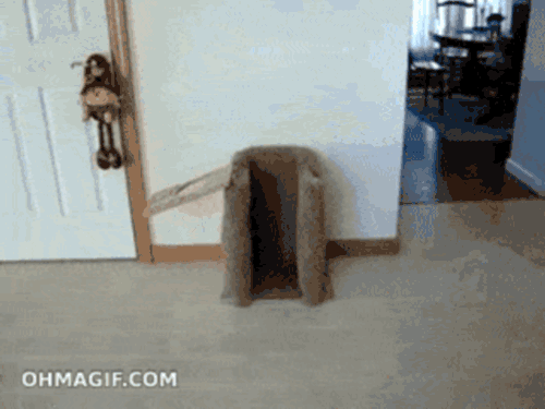 hornoxe.com_gifdump217_23.gif
