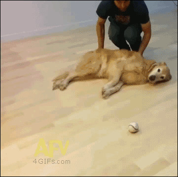 26313_012.gif