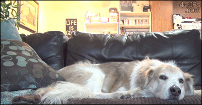 hornoxe.com_gifdump230_30.gif