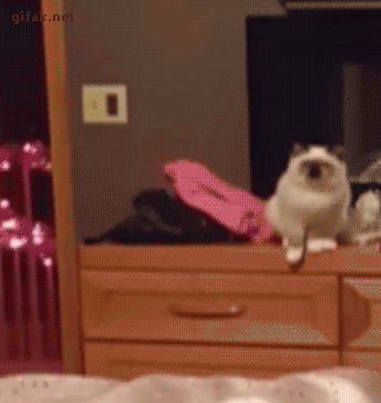25366_012.gif