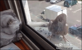 25141_007.gif