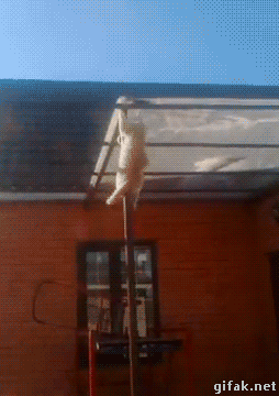 hornoxe.com_gifdump189_24.gif