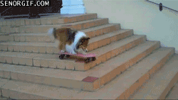 19.gif