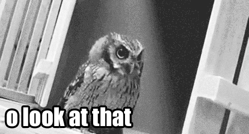 tumblr_lgrwrt9Ejb1qf9jkto1_500.gif