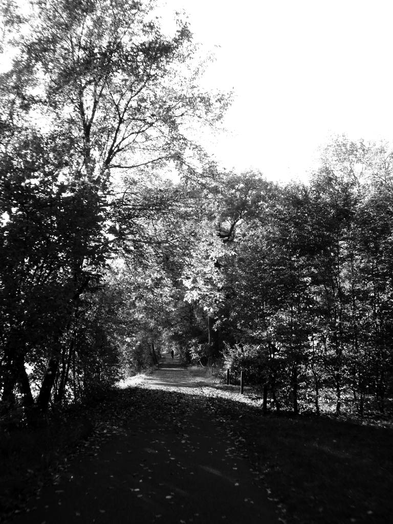 Neckar-Schatten.jpg