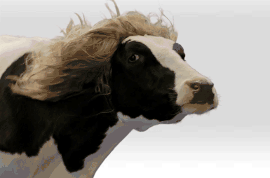 hornoxe.com_gifdump145_24.gif