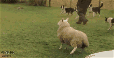 tmp_5590-ibgvwlw311873101-gif.301071