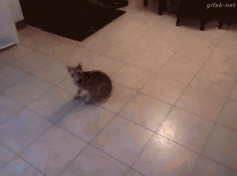 24611_013.gif