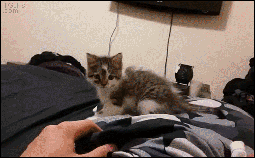 24641_012.gif