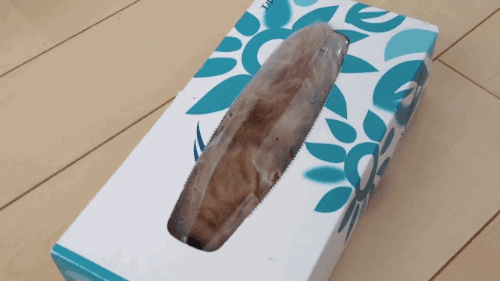 hornoxe.com_gifdump211_2.gif