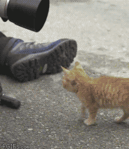 hornoxe.com_gifdump204_20.gif