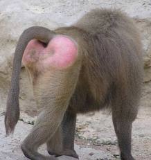 baboon_bum.jpg