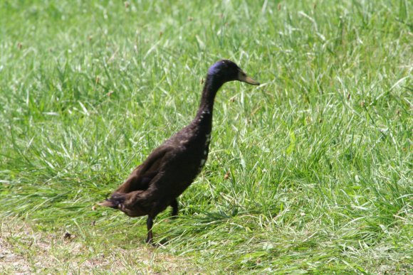 Schwarze-Ente-Laufen-Rennen_580.jpg