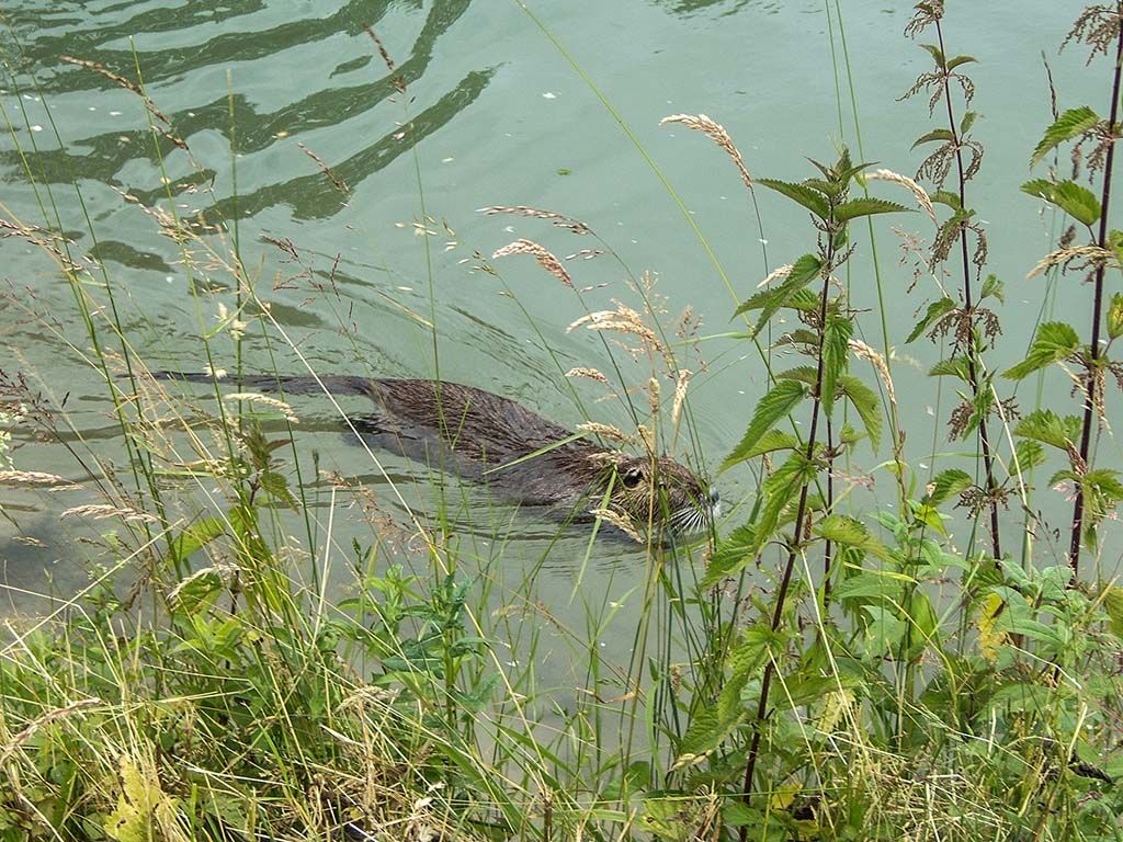 nutria_b-jpg.240694