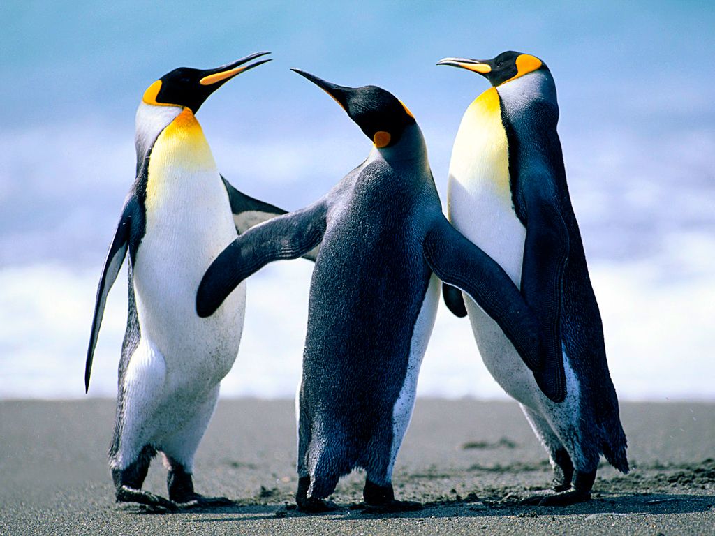 penguins-jpg.194962