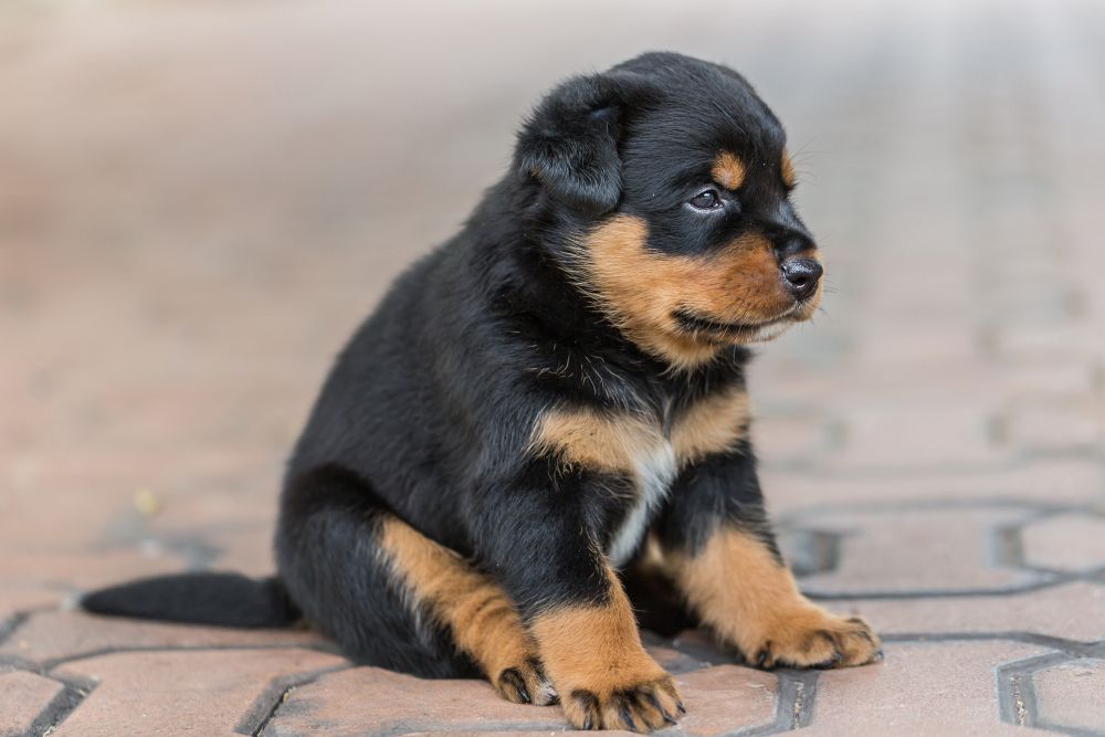 Rottweiler-Welpen.jpg